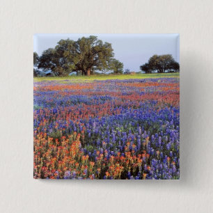 USA, Texas, Llano. Bluebonetze und Rotbonbons Button