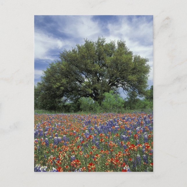 USA, Texas, Marble Falls Paintbrush und Postkarte (Vorderseite)