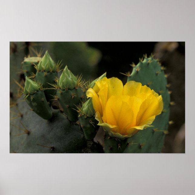 USA, Texas, Prickly Pear Cactus in Blüte. Poster (Vorne)