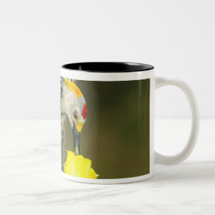 USA, Texas, Rio Grande Valley, McAllen. Mann Zweifarbige Tasse