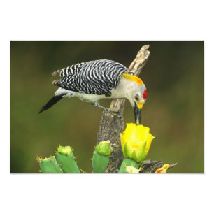 USA, Texas, Rio Grande Valley, McAllen. Männlich Fotodruck