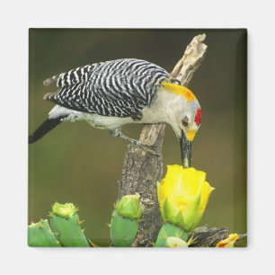 USA, Texas, Rio Grande Valley, McAllen. Männlich Magnet