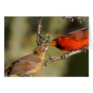 USA, Texas, Rio Grande Valley, McAllen. Mis