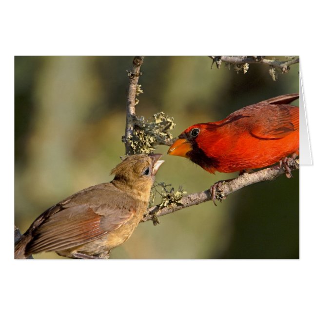 USA, Texas, Rio Grande Valley, McAllen. Mis (Devant horizontal)