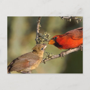 USA, Texas, Rio Grande Valley, McAllen. Paarung Postkarte