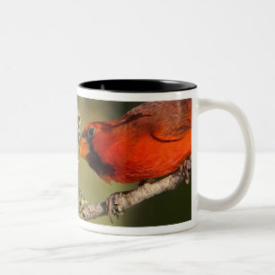 USA, Texas, Rio Grande Valley, McAllen. Paarung Zweifarbige Tasse