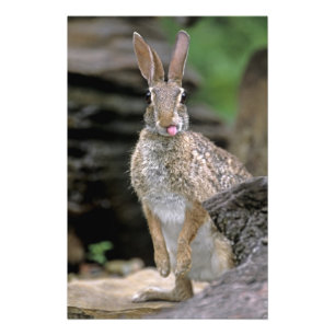 USA, Texas, Rio Grande Valley. Wilde Wüste Fotodruck