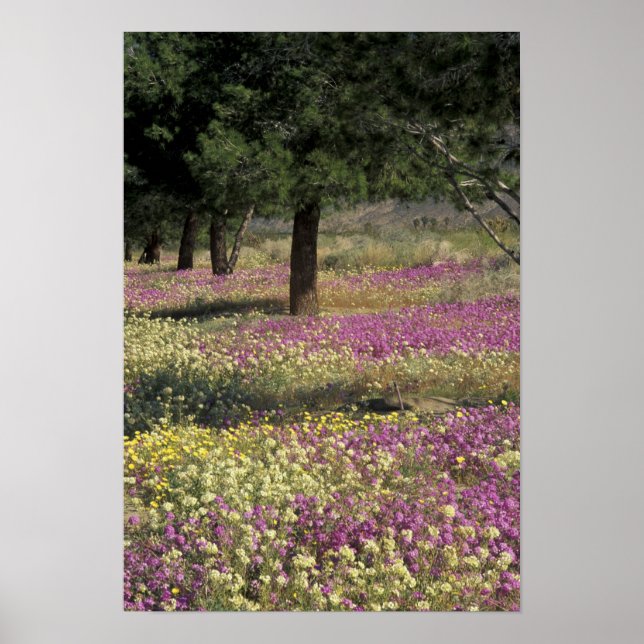 USA, Texas, Sand Verbena und Brown-mit Augen Poster (Vorne)