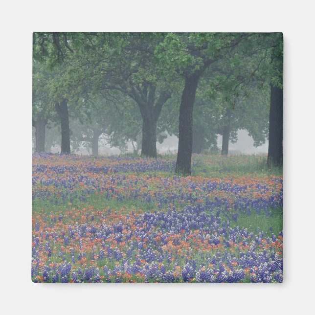 USA, Texas, Texas Hill Country Expansion field Magnet (Vorne)