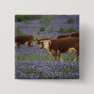 USA, Texas, Texas Hill Country, Hereford Button