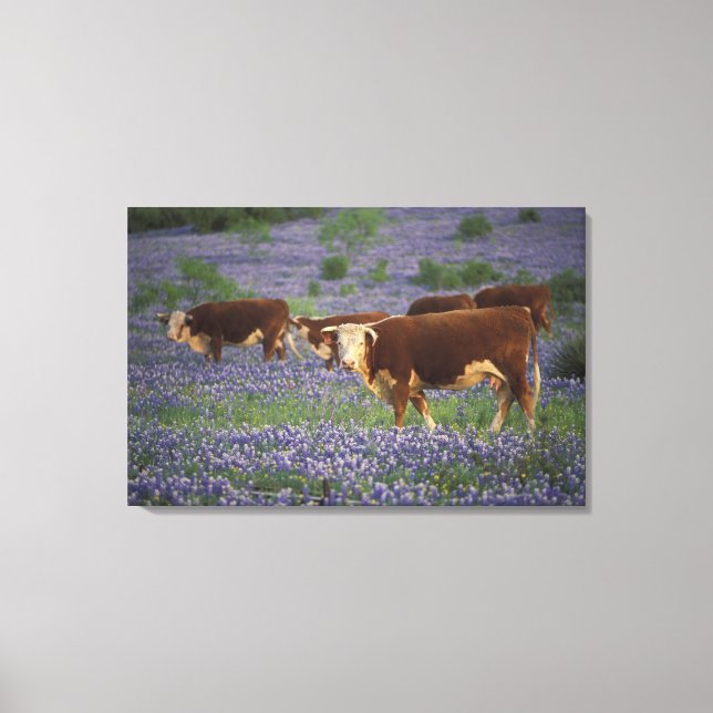 USA, Texas, Texas Hill Country, Hereford Leinwanddruck (Vorderseite)