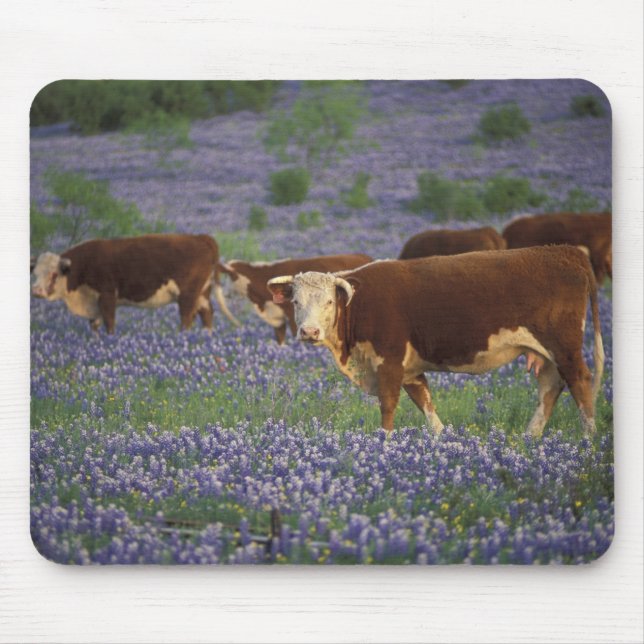 USA, Texas, Texas Hill Country, Hereford Mousepad (Vorne)