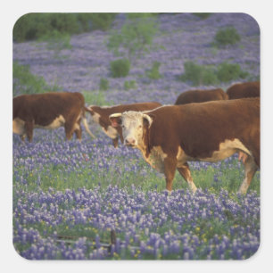 USA, Texas, Texas Hill Country, Hereford Quadratischer Aufkleber