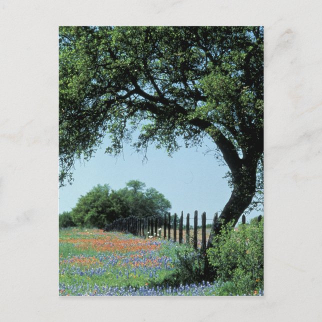 USA, Texas, Texas Hill Country Paintbrush und Postkarte (Vorderseite)