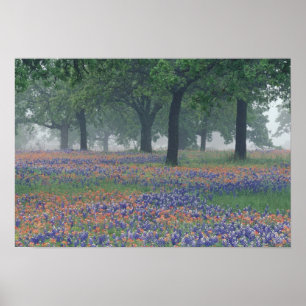 USA, Texas, Texas Hill Country Weites Feld Poster