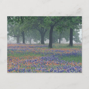 USA, Texas, Texas Hill Country Weites Feld Postkarte