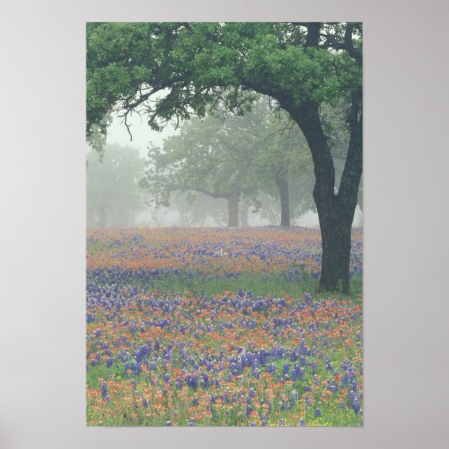 USA, Texas. Texas-Malerpinsel und Bluebonnets Poster (Vorne)