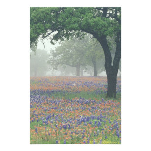 USA, Texas. Texas-Schminkwurz und Blaues Lupinchen Fotodruck