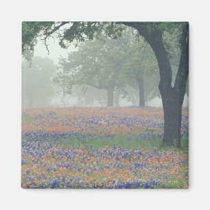 USA, Texas. Texas-Schminkwurz und Blaues Lupinchen Magnet