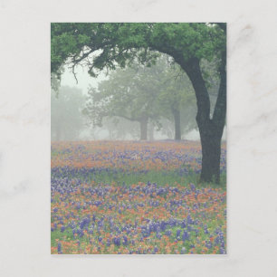 USA, Texas. Texas-Schminkwurz und Blaues Lupinchen Postkarte