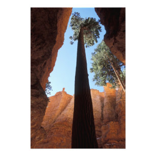 USA, Utah, Bryce Canyon National Park. Hoch Fotodruck