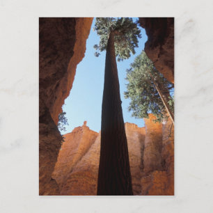 USA, Utah, Bryce Canyon National Park. Hoch Postkarte