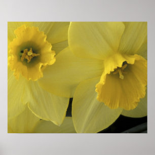 USA, Utah, Cache Valley Daffodils Poster