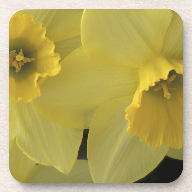 USA, Utah, Cache Valley Daffodils Untersetzer (Vorderseite)