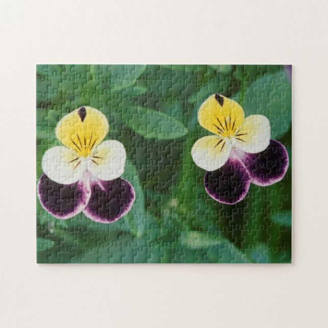 USA, Utah, Cache Valley, Johnny Jump Up (Horizontal)