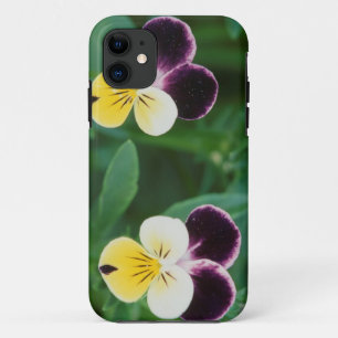 USA, Utah, Cache Valley, Johnny Jump Up title_seo2