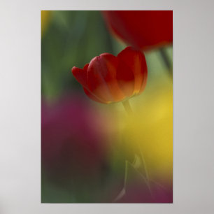 USA, Utah, Cache Valley Tulips in einem Garten Poster