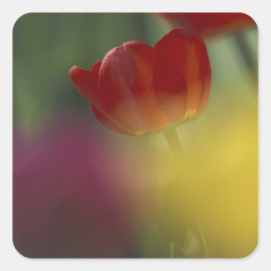 USA, Utah, Cache Valley Tulips in einem Garten Quadratischer Aufkleber