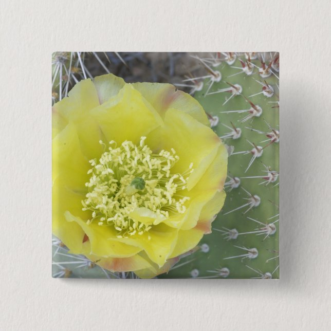 USA, Utah, Canyonlands, NP, Wüste Prickly Pear Button (Vorderseite)