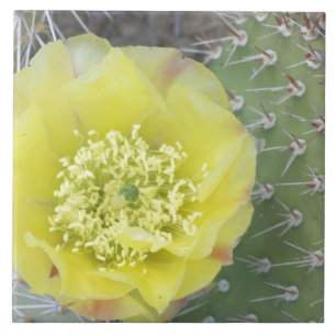 USA, Utah, Canyonlands, NP, Wüste Prickly Pear Fliese