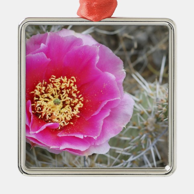 USA, Utah, Canyonlands NP, Wüste Prickly Pear Ornament Aus Metall (Vorne)