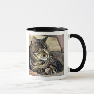 USA, Utah, Capitol Reef NP. Schlafende getigerte K Tasse