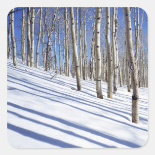 USA, Utah, Dixie National Forest, Aspen Grove Quadratischer Aufkleber