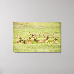 USA, Utah, Gruppe Stier Elche (Cervus canadensis) Leinwanddruck