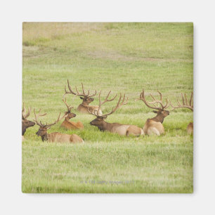 USA, Utah, Gruppe Stier Elche (Cervus canadensis) Magnet