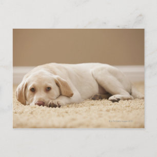 USA, Utah, Lehi, Portrait of Yellow Labrador Postkarte