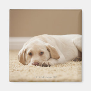 USA, Utah, Lehi, Porträt von gelbem Labrador Magnet