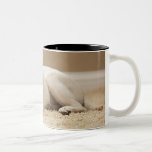 USA, Utah, Lehi, Porträt von gelbem Labrador Zweifarbige Tasse