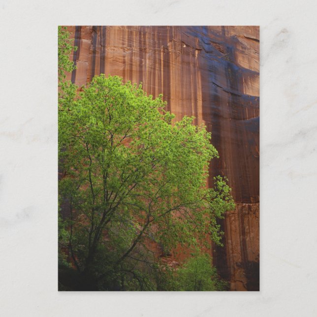 USA, Utah, Paria Canyon- Vermillion Cliffs Postkarte (Vorderseite)