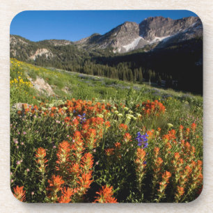 USA, Utah, Uinta-Wasatch-Cache National Forest Untersetzer