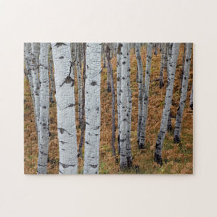 USA, Utah, Uinta-Wasatch-Cache Nationalforst 2
