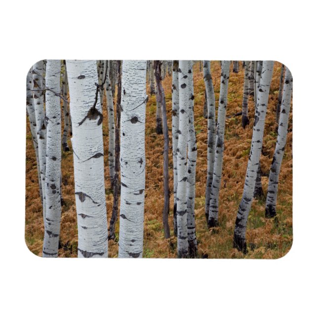 USA, Utah, Uinta-Wasatch-Cache Nationalforst 2 Magnet (Horizontal)