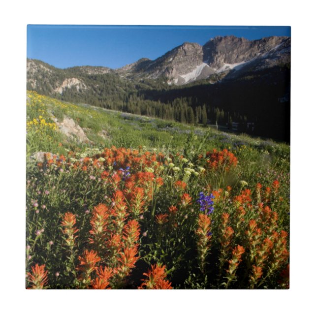 USA, Utah, Uinta-Wasatch-Cache Nationalforst Fliese (Vorderseite)