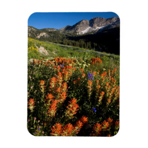 USA, Utah, Uinta-Wasatch-Cache Nationalforst Magnet