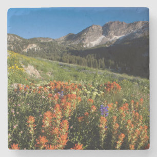USA, Utah, Uinta-Wasatch-Cache Nationalforst Steinuntersetzer