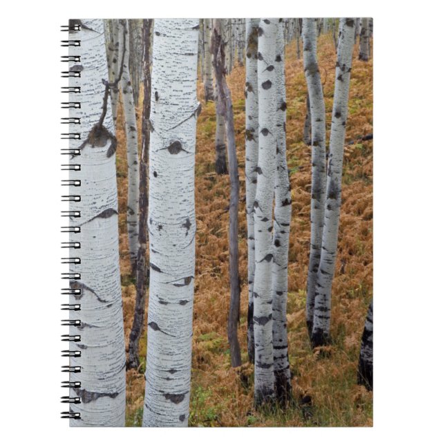 USA, Utah, Uinta-Wasatch-Cache, Nationalwald 2 Notizblock (Vorderseite)